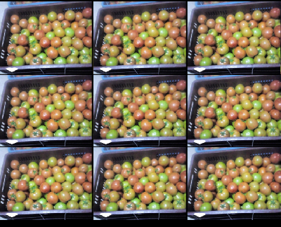 Venta Tomate Chonto Organico