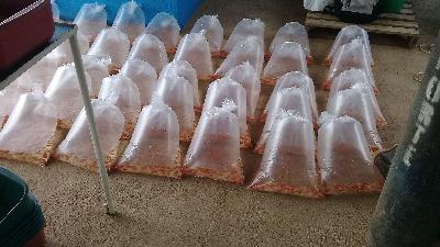 Venta de alevinos de tilapia roja