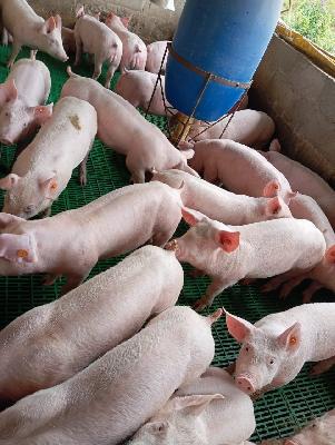 lechones de 33 kilos