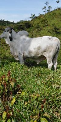 Ganado en pie en San Francisco Antioquia