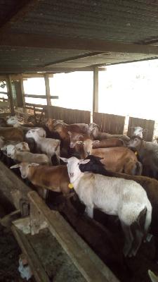 OVINOS CEBADOS PARA CARNE