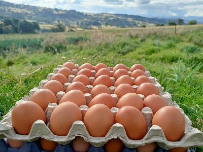 Huevos semi criollos 