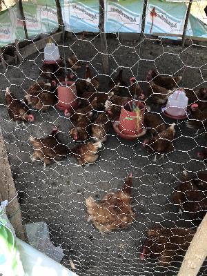 Venta de huevos de gallina al por mayor y al detal- Coloso, Sucre