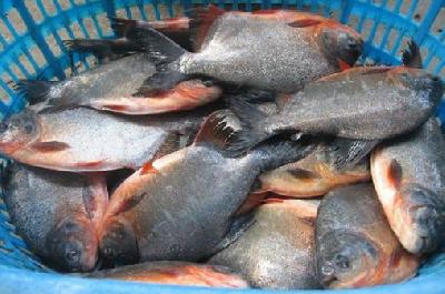 Venta de cachama x kl