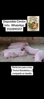venta de cerdos para esta navidad 