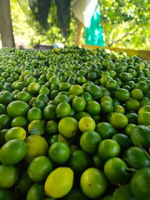 VENTA DE LIMON TAHITI
