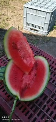 patilla de buena calidad