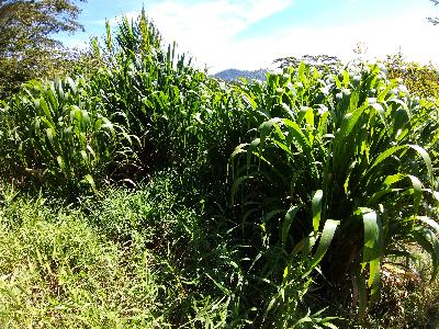 semilla pasto Clon 51 Cuba 22 y Marafalfa morado