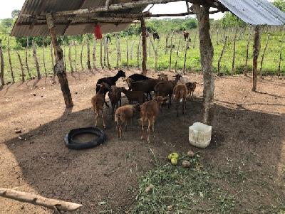 Venta de carneros en pie o canal por kg