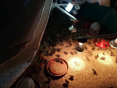 GRANJA WILLY "HUEVOS CODORNIZ"