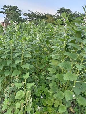PASTELES, PRODUCTO DE ASOPROAGROAPL