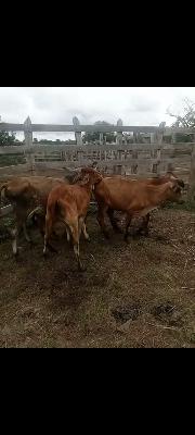 vendo lote compuesto por 5 terneras cada una $1.500.000