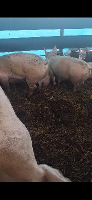 venta de cerdos 