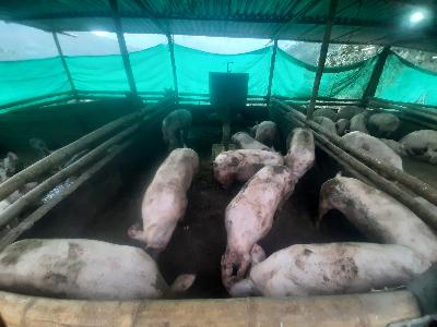 cerdos de ceba en pie