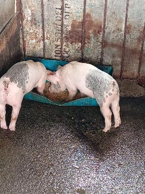 Venta de lechones pietran, vacunados y purgados. 