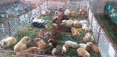 ASOCIACION AGROPECUARIA "SOLO CUYES GUAGUA KARISHINA"