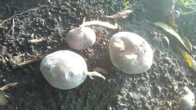 VENTA DE SEMILLA PAPA SUPERIOR