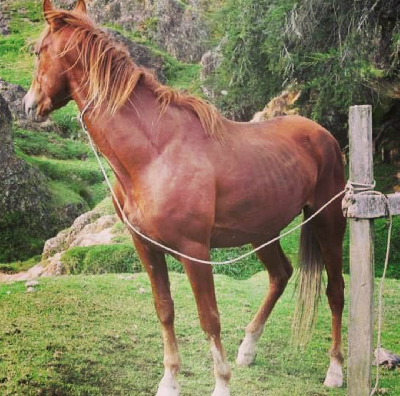 Caballo paso fino