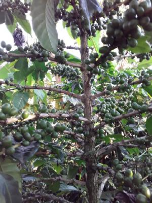 se vende café en pergamino o tostado