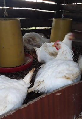 Pollos de engorde x libra