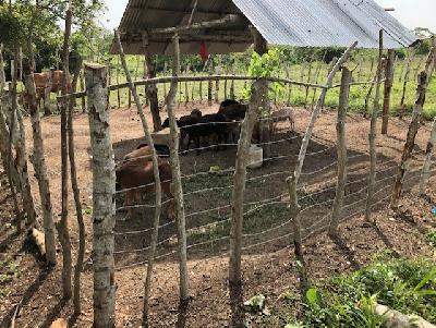 Venta de carnero. x kg