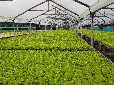 lechuga crespa hidroponica orgánica hidroponia 