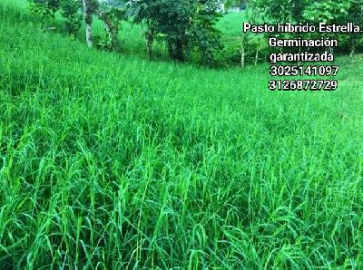 VENTA DE PASTO ESTRELLA HIBRIDO GAUCHO