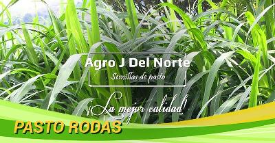 venta de semillas de pasto de corte mejoradas