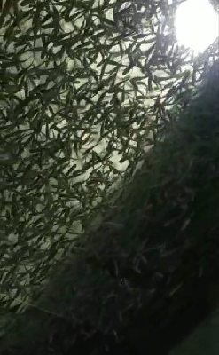 Alevinos de trucha arcoíris x unidad