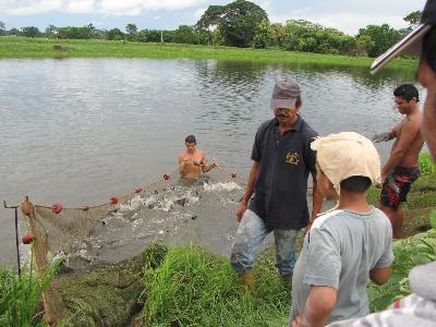 Venta de cachama x kl