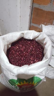 Venta de Frijol Bola Roja