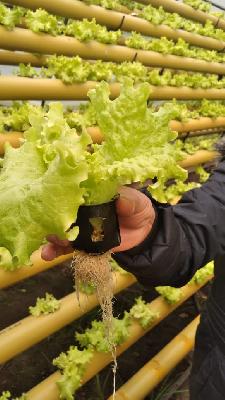 LECHUGA CRESPA HIDROPONICA