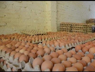 Venta de Huevos Criollos y Huevos de Galpon