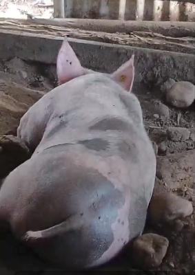 Venta de cerdos en pie de más de 100 kilos en Yopal. Casanare